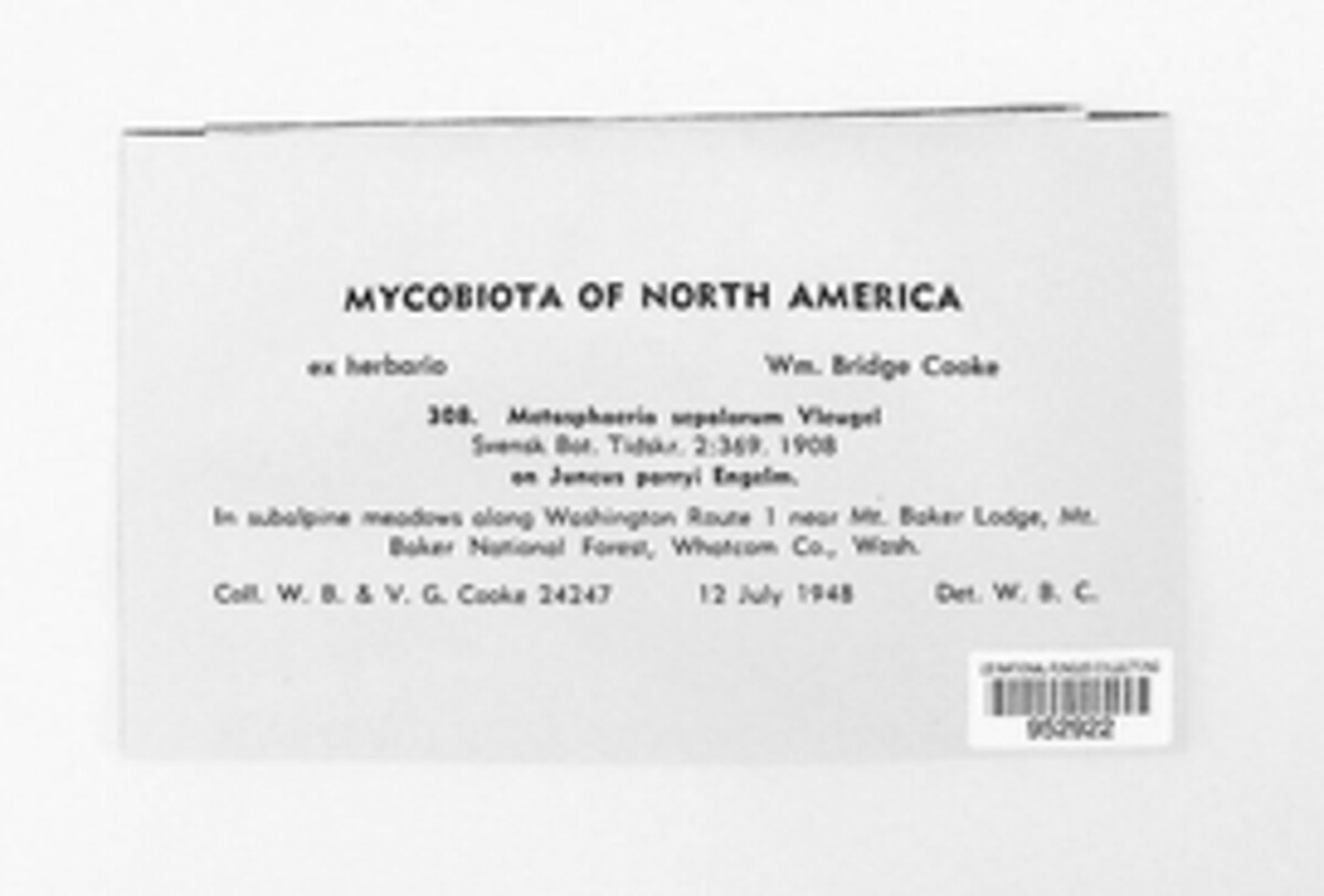 Leptosphaeria sepalorum image
